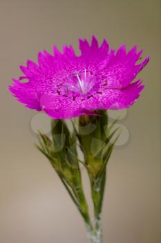 wild violet carnation  epilobium parviflorum hirstum sylvestris