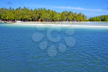 ile du cerfs seaweed in indian ocean mauritius mountain   sand isle  sky and rock