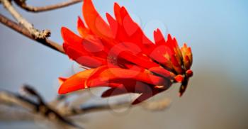 in south africa close up of erythrina lysistemon flower plant and clear sky