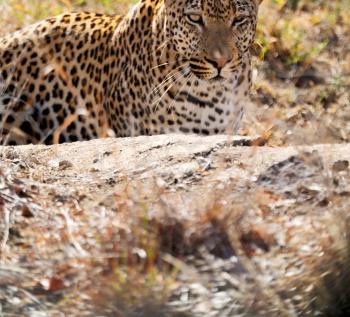 blur in south africa kruger natural park wild leopard resting after hounting