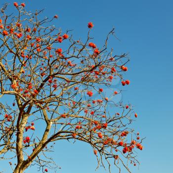 in south africa close up of erythrina lysistemon flower plant and clear sky