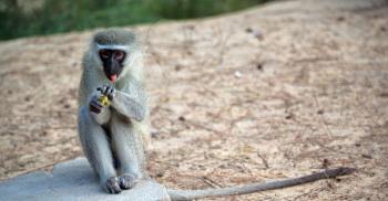 blur in south africa   kruger  wildlife  nature  reserve and  wild monkey