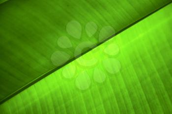 
 thailand in the light  abstract leaf and his veins background  of a  green  black   kho samui bay  