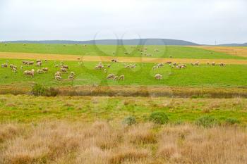 blur in south africa plant      land bush   and sheep  near the  hill