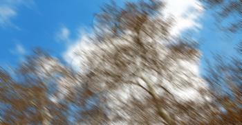 the sky light background   tree  and branch