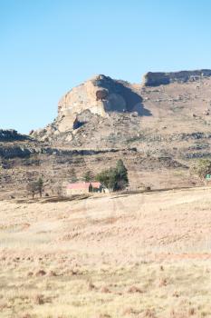 blur in south africa plant      land bush and tree near the   mountain