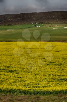 blur in south africa close up of the colza yellow field like   texture background