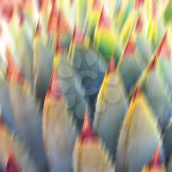 blur  in  south africa  abstract leaf of cactus plant and light