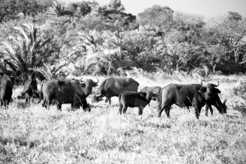 blur in south africa    kruger     wildlife  nature  reserve and  wild buffalo