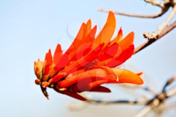 in south africa close up of erythrina lysistemon flower plant and clear sky