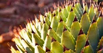 blur  in  south africa  abstract leaf of cactus plant and light