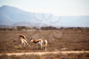 in kruger parck south africa wild impala in the winter bush