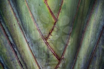 rear of a leaf and the light line veins and concept background