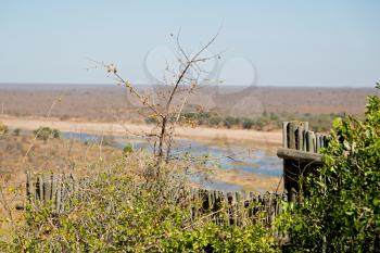 blur in south africa  wildlife  water   plant and tree in the national kruger park