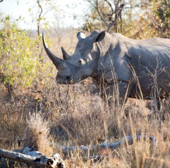 blur in south africa   kruger  wildlife    nature  reserve and  wild rhinoceros