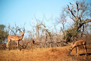 blur  in kruger parck south africa wild impala in the winter bush
