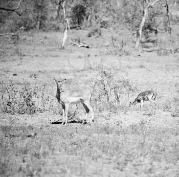 blur  in kruger parck south africa wild impala in the winter bush