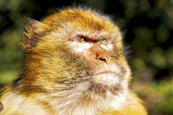 
africa in morocco cedar forest the primitive  monkey animal wildlife