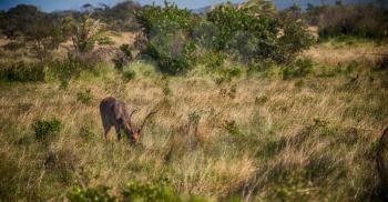 blur in south africa    kruger     wildlife  nature  reserve and  wild  impala