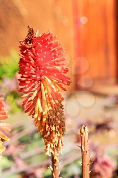 blur in south africa close up of the    red orange cactus flower and garden