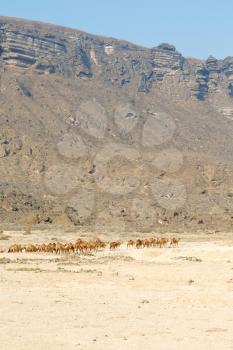 dromedary near the sky in oman  empty quarter of desert a  free 