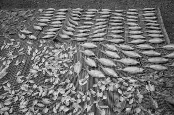 blur  in  philippines   lots of fish salted and dry preparation for the market