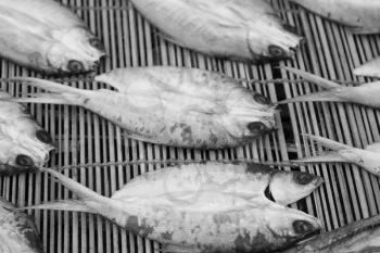 blur  in  philippines   lots of fish salted and dry preparation for the market