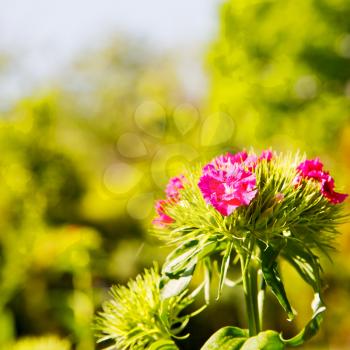 blur in the spring colors    flowers and   garden 