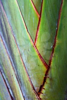 rear of a leaf and the light line veins and concept background