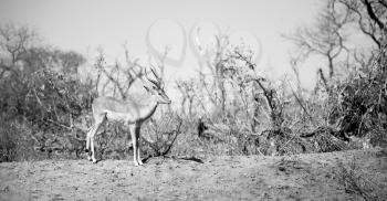 blur  in kruger parck south africa wild impala in the winter bush