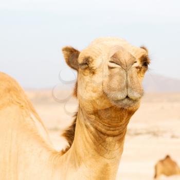 in oman empty quarter of desert a free dromedary near the  sea