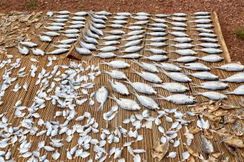 blur  in  philippines   lots of fish salted and dry preparation for the market