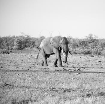 blur in south africa   kruger  wildlife  nature  reserve and  wild elephant