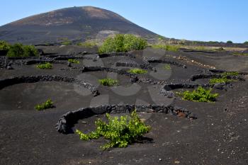 viticulture  winery lanzarote spain la geria vine screw grapes wall crops  cultivation barrel
