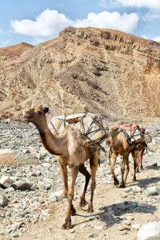 in  danakil ethiopia africa  in the  old dry river lots of camels with the mining salt walking in the valley to the market