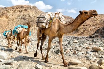 in  danakil ethiopia africa  in the  old dry river lots of camels with the mining salt walking in the valley to the market