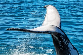 in australia a free whale in the ocean like concept of freedom 