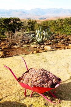 in lesotho africa the wheelbarrow near plant and cactus like nature concept