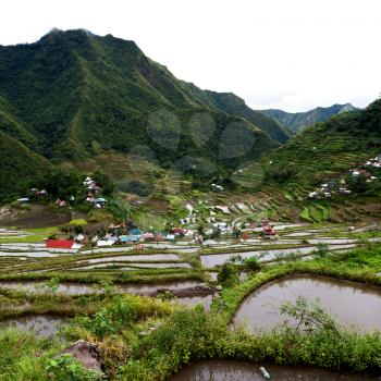 blur  in  philippines  terrace field for coultivation of rice  from banaue unesco site 
