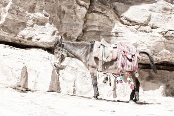 in petra jordan a donkey waiting for the tourist near  the antique mountain
