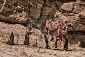 in petra jordan a donkey waiting for the tourist near  the antique mountain