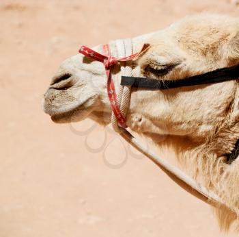 in petra jordan the head of a camel ready for the tourist tour