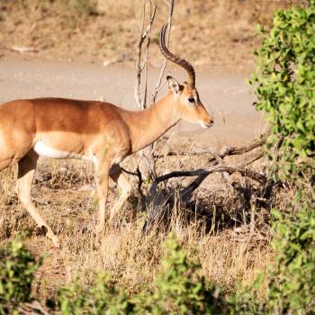 in kruger parck south africa wild impala in the winter bush