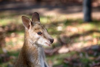 in  australia natuarl park close  up of the kangaroo near   bush