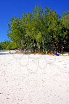 ile du cerfs seaweed in indian ocean mauritius mountain   sand isle  sky and rock