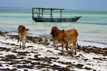 africa cow coastline boat pirague in the  blue lagoon relax  of zanzibar 