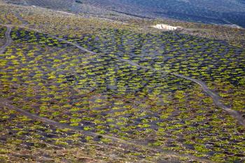 abstract winery lanzarote spain la geria vine screw grapes wall crops  cultivation viticulture 
