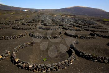 winery lanzarote spain la geria vine screw grapes wall crops  cultivation viticulture 
