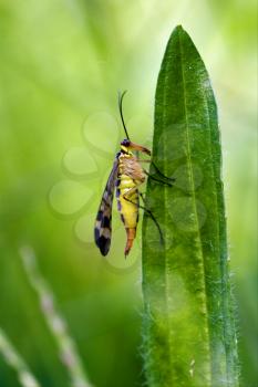 side of wild fly Mecoptera Scorpion Fly Panorpa Panorpidae on a green leaf