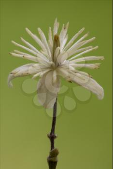 macro close of  a yellow white leguminose  in green background